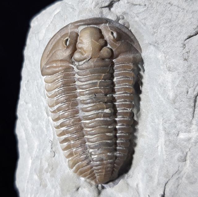 Flexicalymene meeki (FOERSTE 1910) - Bild © FossNet FossilienStore